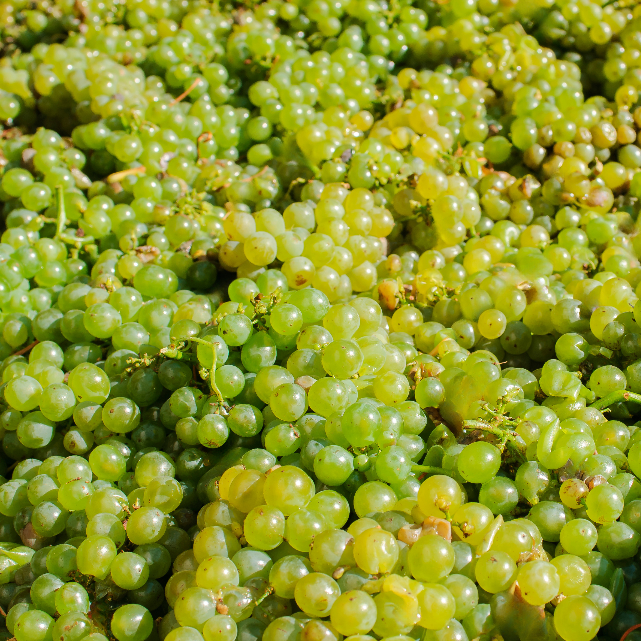 BOX WHITE GRAPES