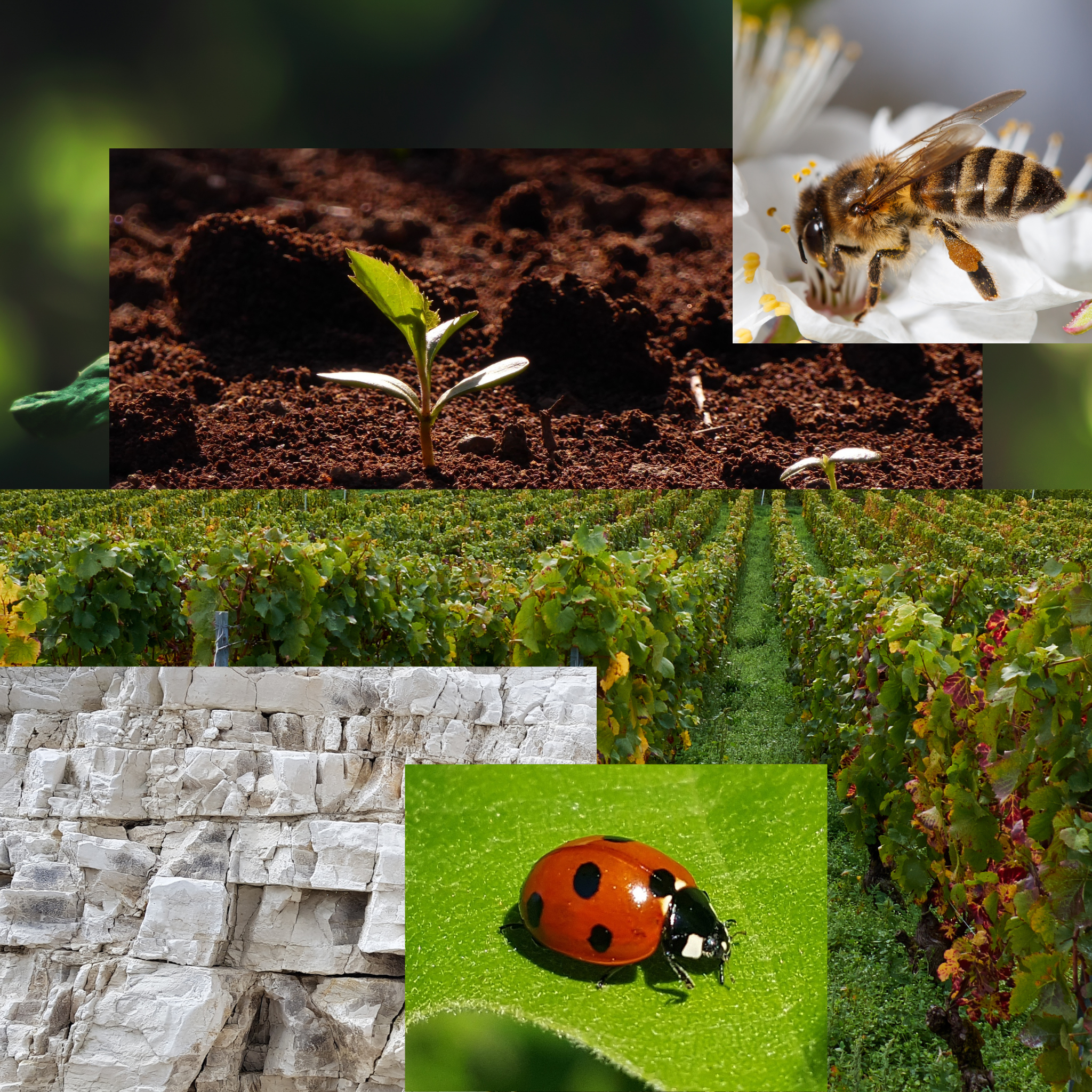 BIO & BIODYNAMIE