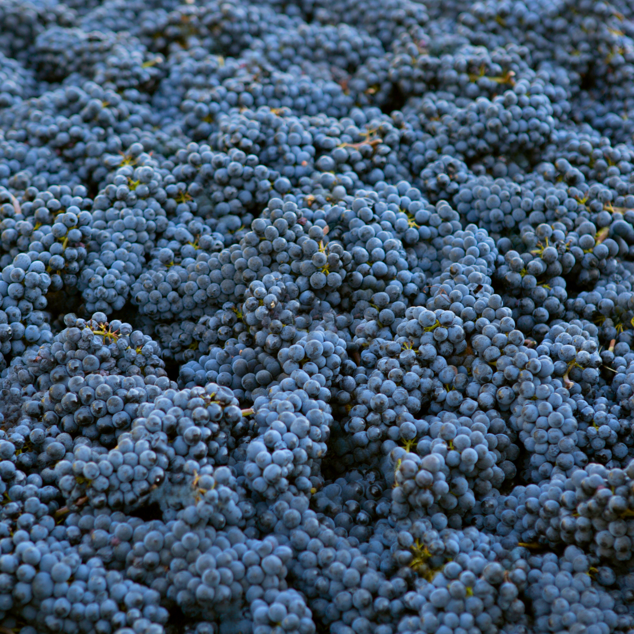 BLANC DE NOIRS